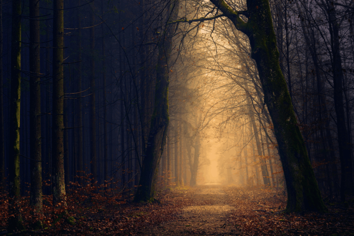 Glacier forest investment